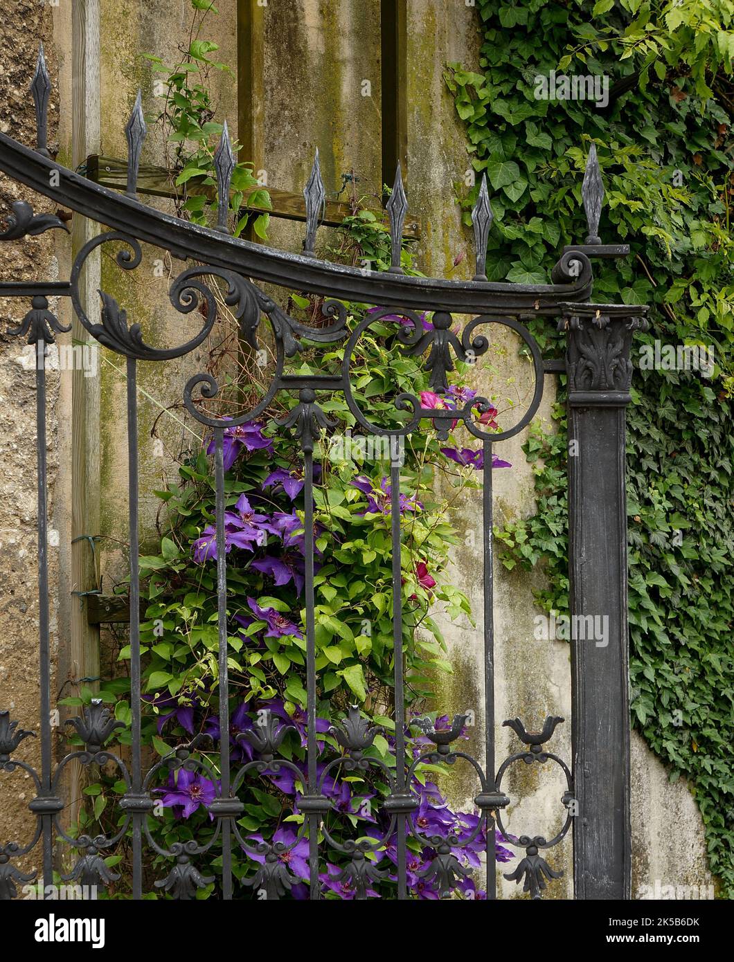 Belle clématis dans les jardins Mirabell, Salzbourg Banque D'Images