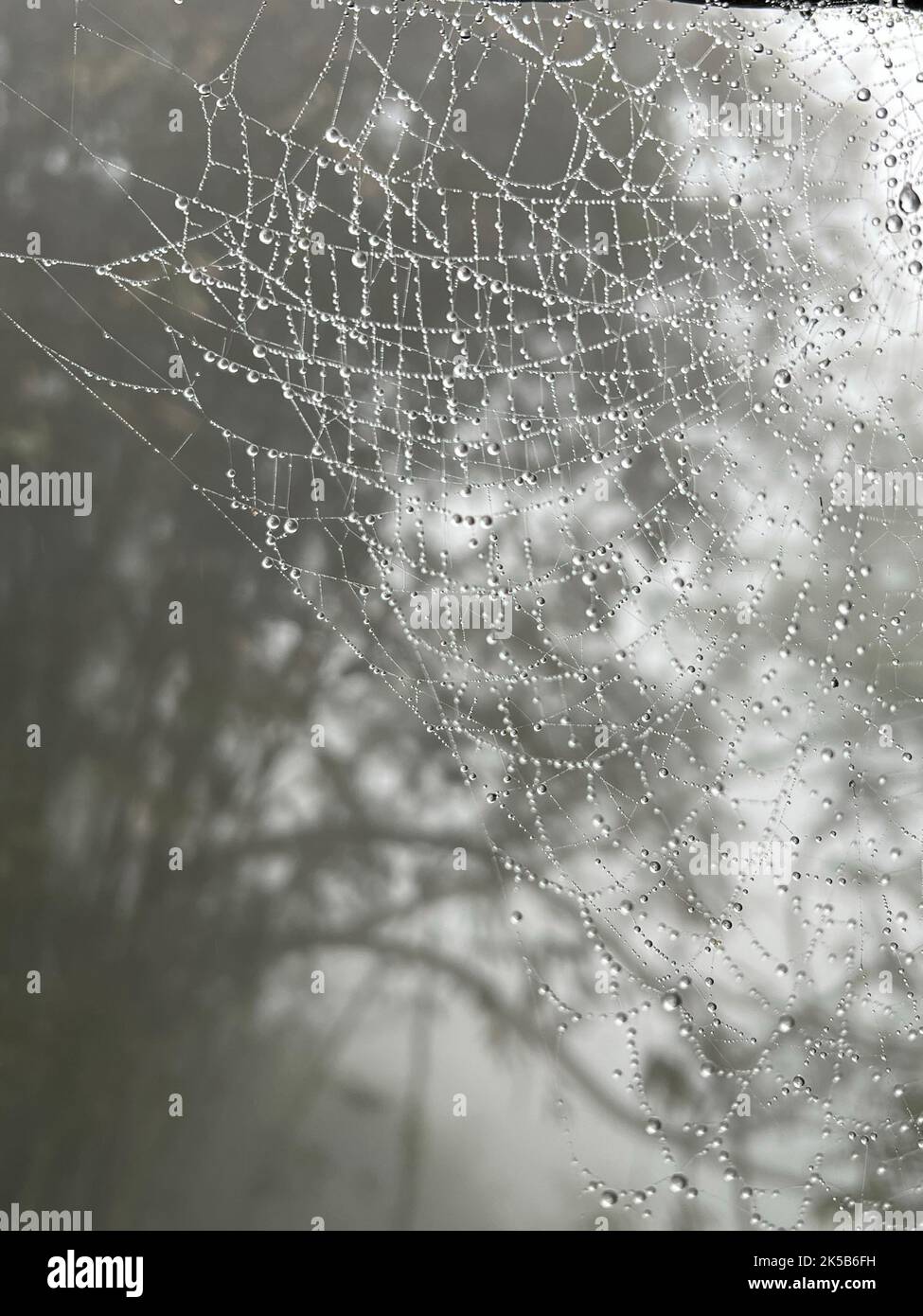Un cliché en niveaux de gris de la toile d'une araignée avec des gouttes de pluie Banque D'Images