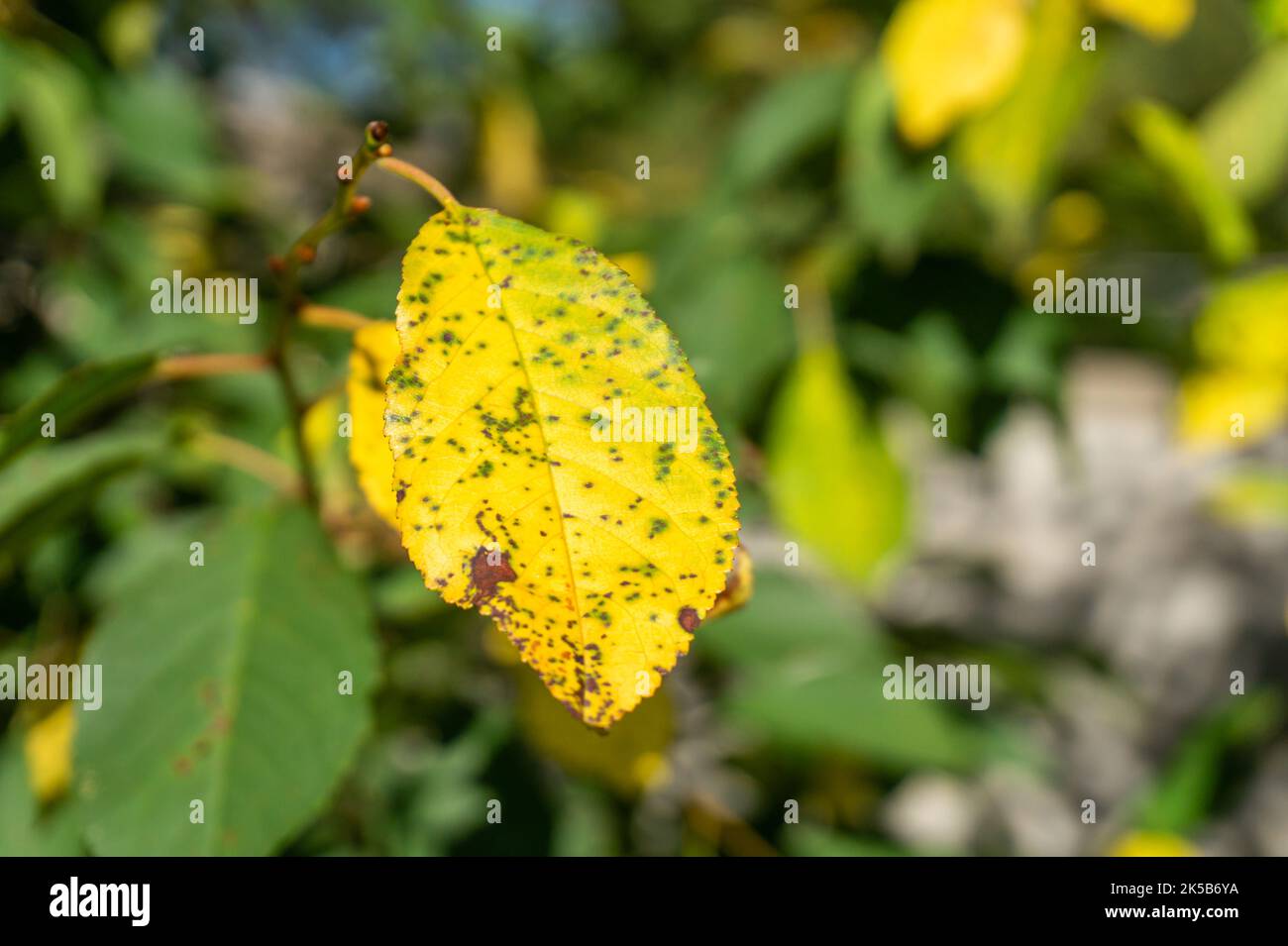 Maladie des taches de feuilles de cerisier ou causée par le champignon Blumériella