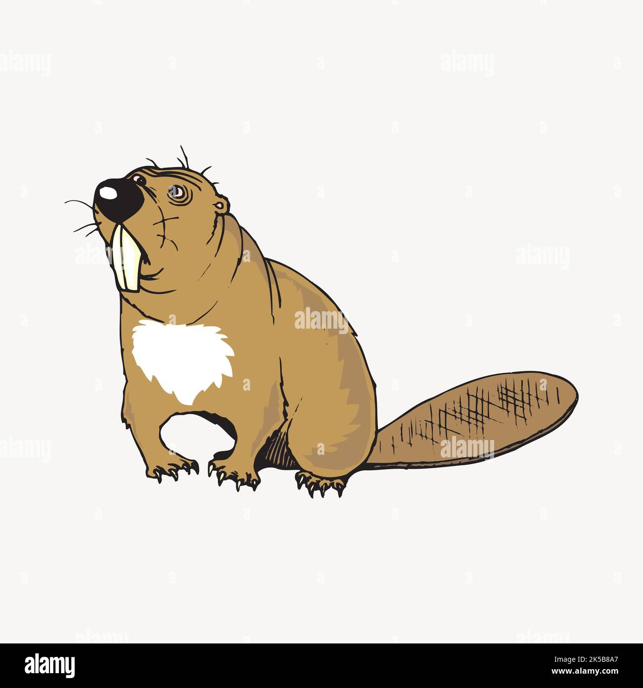 Vecteur d'illustration animal Beaver clipart. Illustration de Vecteur