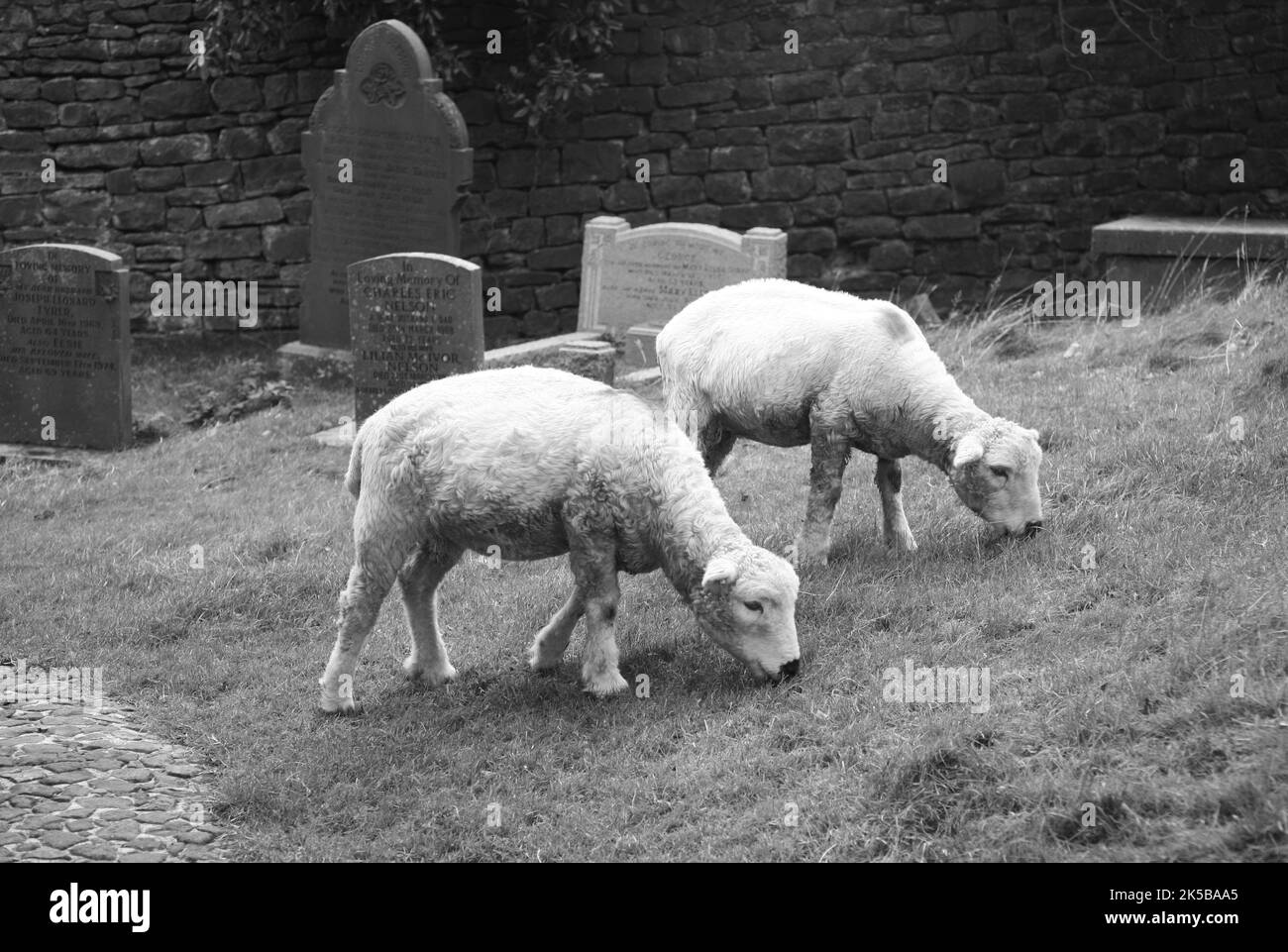 Un troupeau de moutons dans le cimetière de l'église de Saint Leonard, Downham, Clitheroe, Lancashire, Royaume-Uni, Europe Banque D'Images