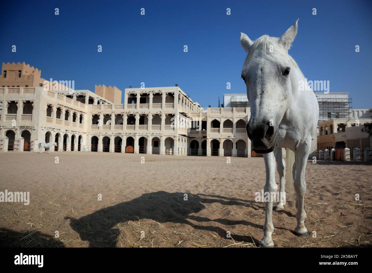 Araberpferde Zuchtställe à Al Jasra, Doha, Qatar, Katar Banque D'Images