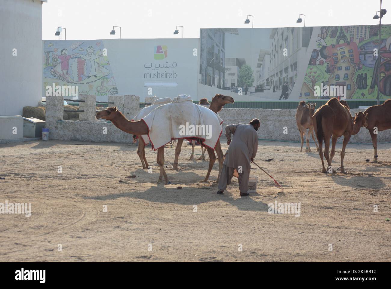 Rennkamele, Am fort Doha, Doha, Qatar, Katar Banque D'Images