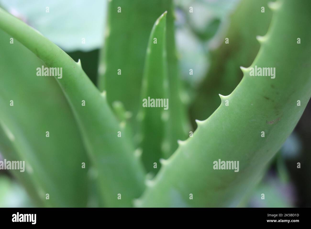 Aloe vera qui grandit sur une maison pot de jardin vue rapprochée. La plante de vera d'aloès a de nombreuses propriétés médicinales donc utilisées dans les cosmétiques Banque D'Images