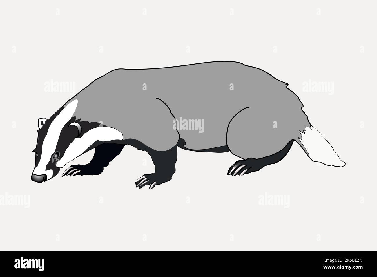 Badger, clipart animal, vecteur d'illustration. Illustration de Vecteur