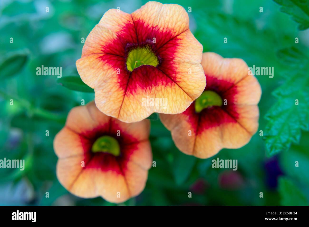 Gros plan de pétunias de couleur orange et rouge dans le jardin. Mise au point douce. Arrière-plan vert flou. Petunia hybrida (Hook.fil.) Vim. Calibrachoa parviflora Banque D'Images