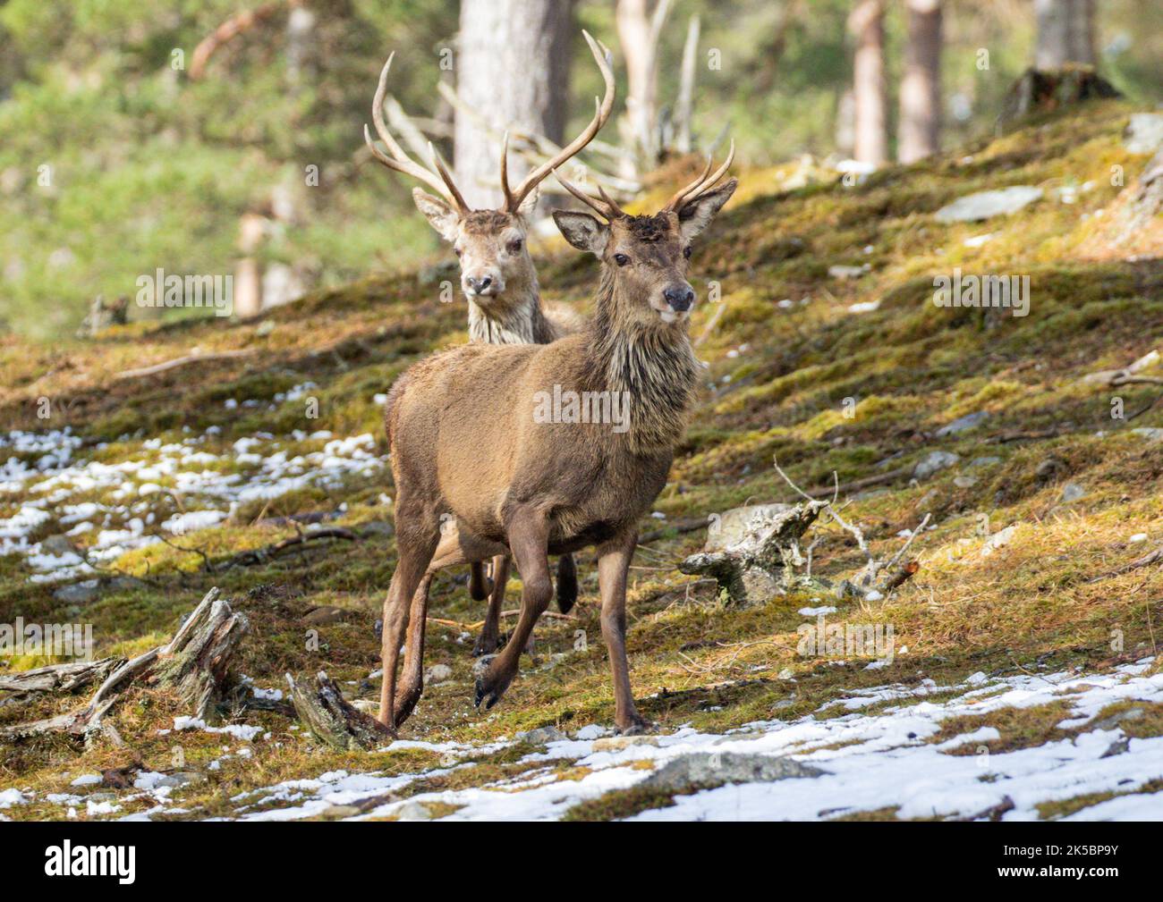 Une paire de cerfs de Red Deer de différents âges se déplaçant à la moutain dans la forêt de pins de Caledonian . Ecosse , Royaume-Uni Banque D'Images