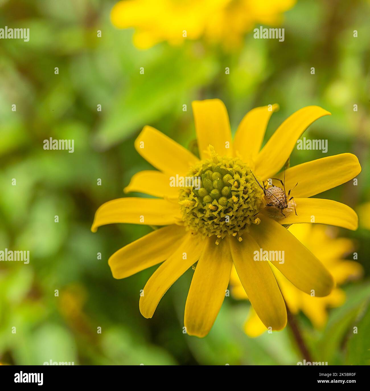 Puceron Nasonovia ribis-nigri sur une fleur de pâquerette jaune à fond doux. Banque D'Images