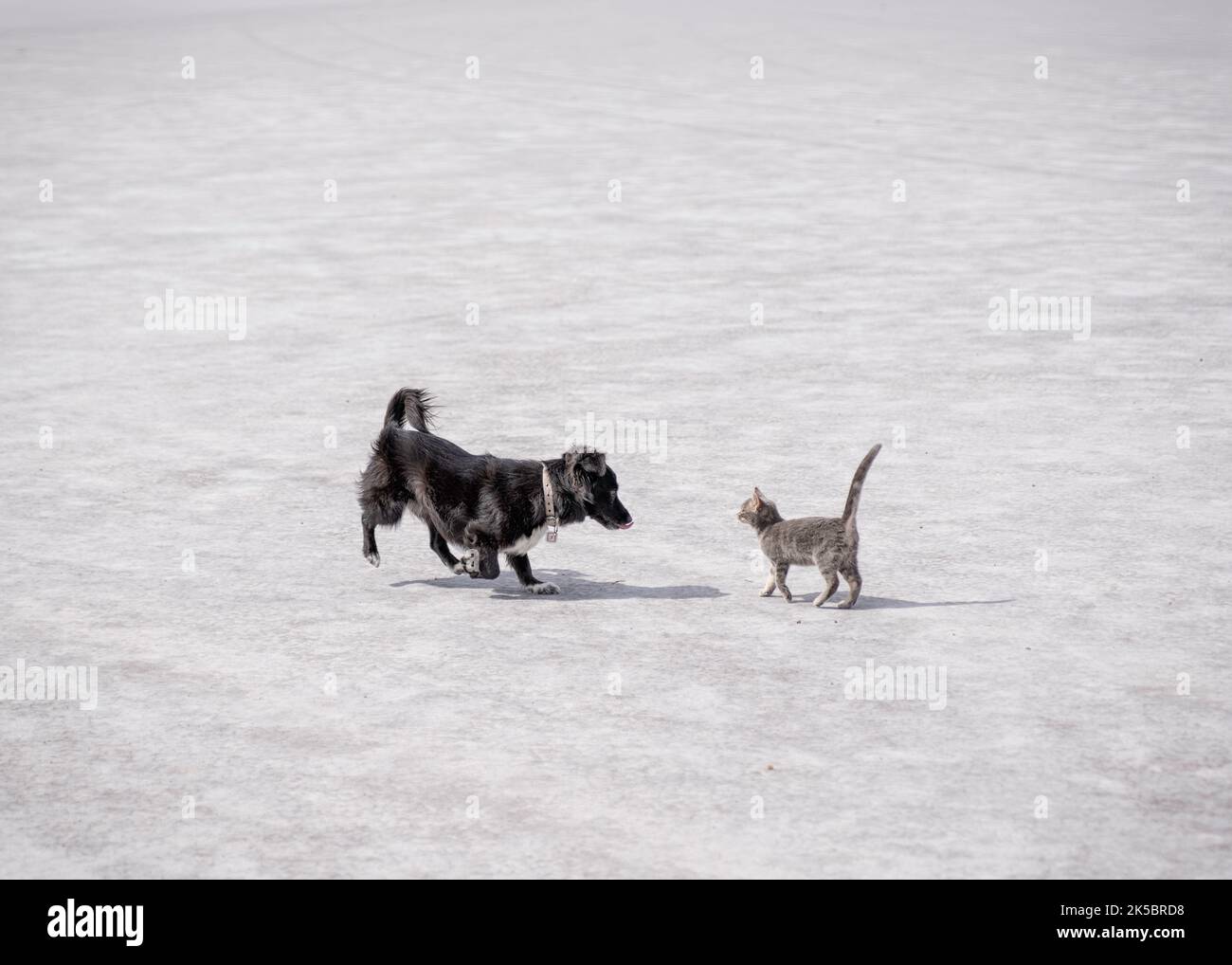 Adorable chat et chien jouant dans des salins Banque D'Images