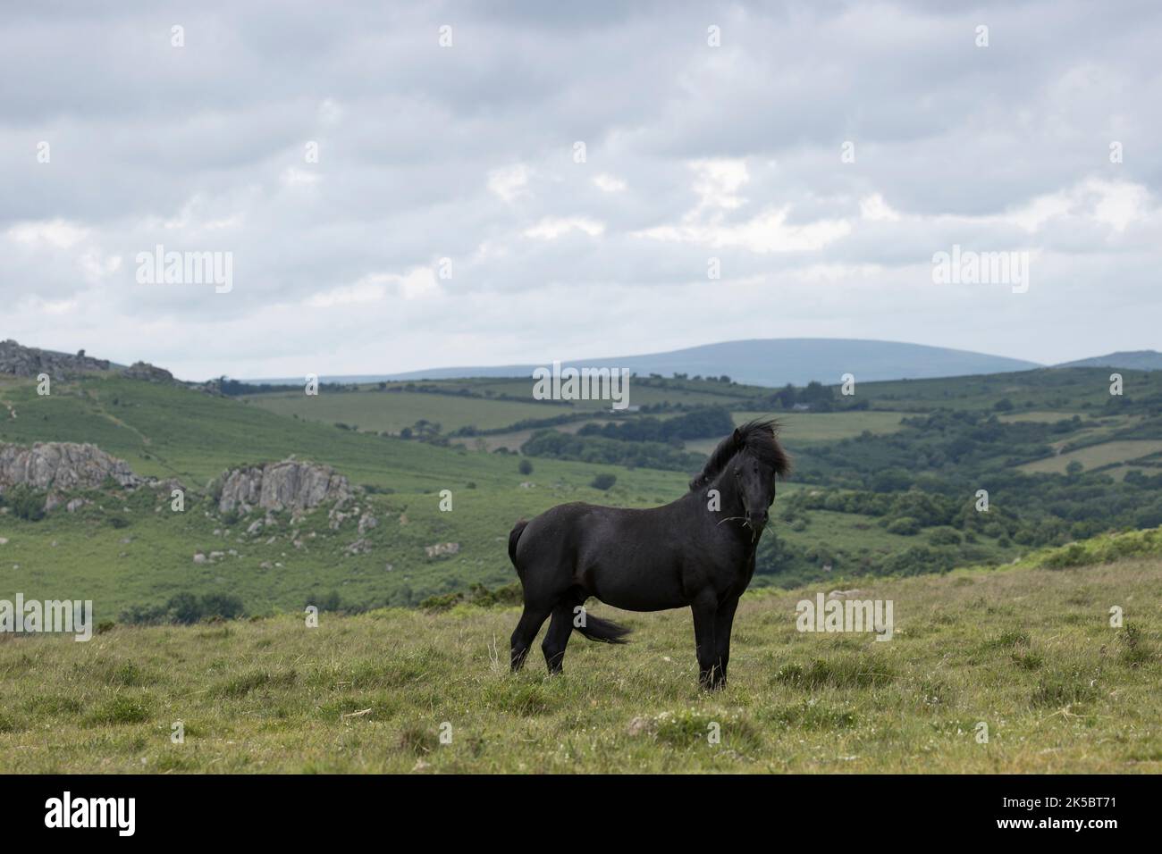 Dartmoor ponies cheval national parc Angleterre Royaume-Uni Banque D'Images