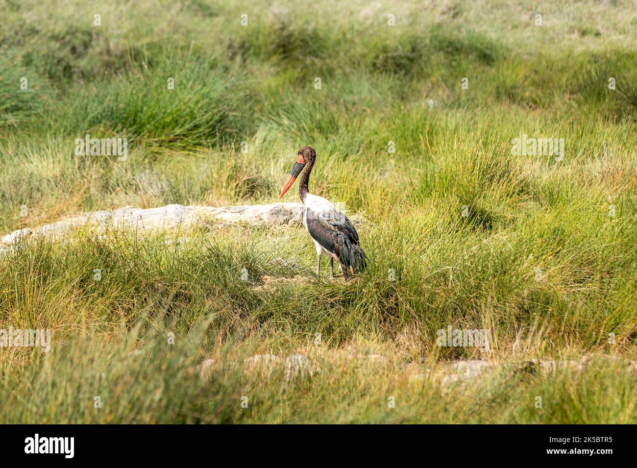 Cigogne à bec de cheval (Ephippiorhynchus senegalensis) dans le parc national du Serengeti Banque D'Images