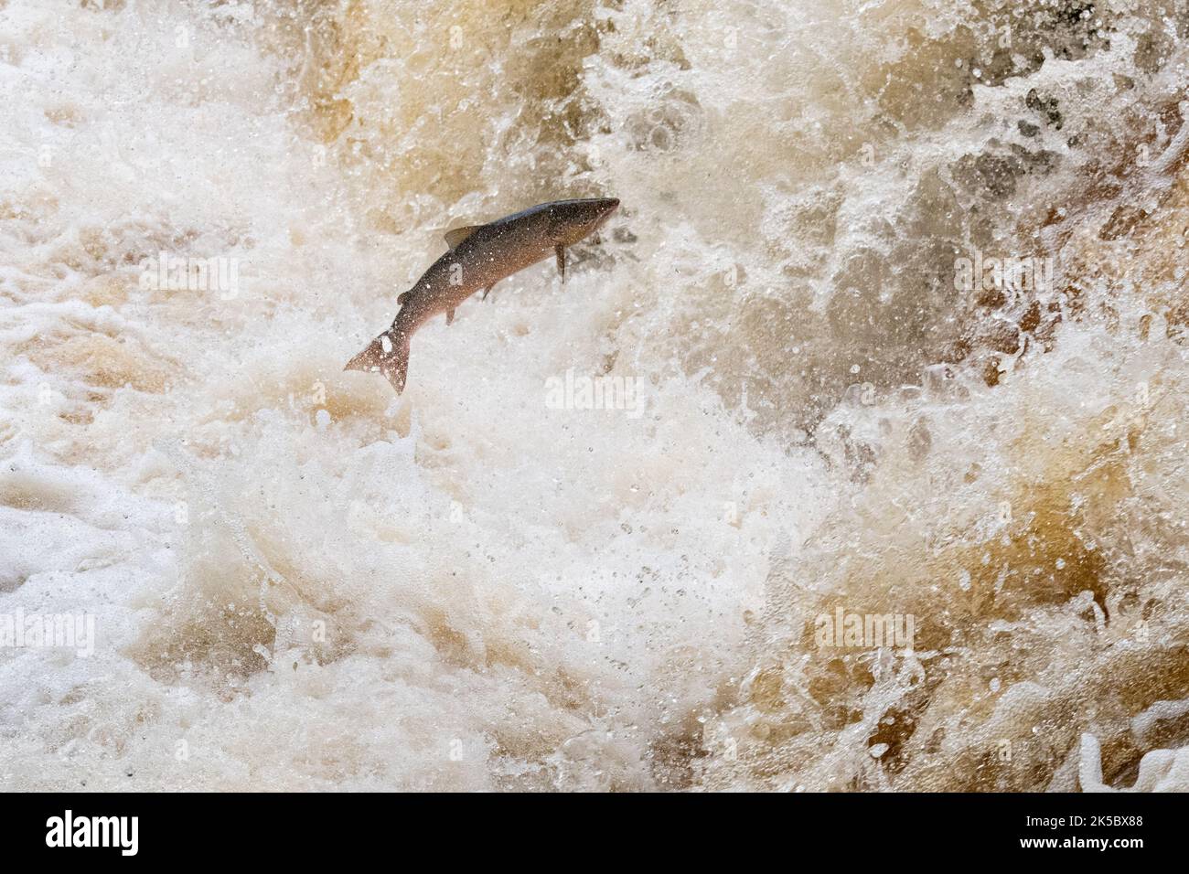 Gartness, Stirling, Écosse, Royaume-Uni. 7th octobre 2022. Météo au Royaume-Uni - avec l'eau Endrick en pleine crache après de fortes pluies, le saumon de l'Atlantique bondisent des chutes d'eau dans les pots de Gartness à Stirling, en Écosse. À la fin de l'été et à l'automne, au cours d'un voyage épique connu sous le nom de la grande course de saumon de l'Atlantique, les saumons naviguent jusqu'à leur rivière de naissance, et à mesure que les niveaux de la rivière montent avec les pluies qu'ils se mettent en amont pour frayer. Crédit : Kay Roxby/Alay Live News Banque D'Images