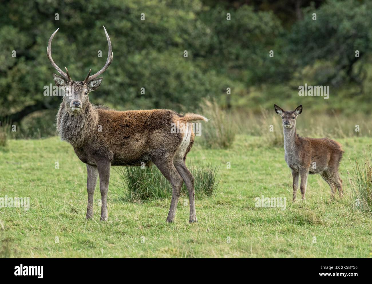 Un cerf rouge Stag ( Cervus elaphus ) et sa jeune mariée montrant une différence frappante dans la taille . Écosse, Royaume-Uni Banque D'Images