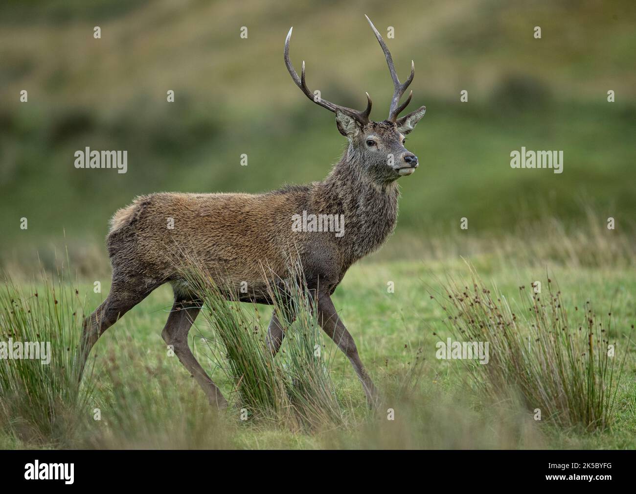 Un cerf-Rouge Stag ( Cervus elaphus ) qui enchaîne sa substance dans la prairie, au bord de la rivière à Glen Affric . Écosse, Royaume-Uni Banque D'Images