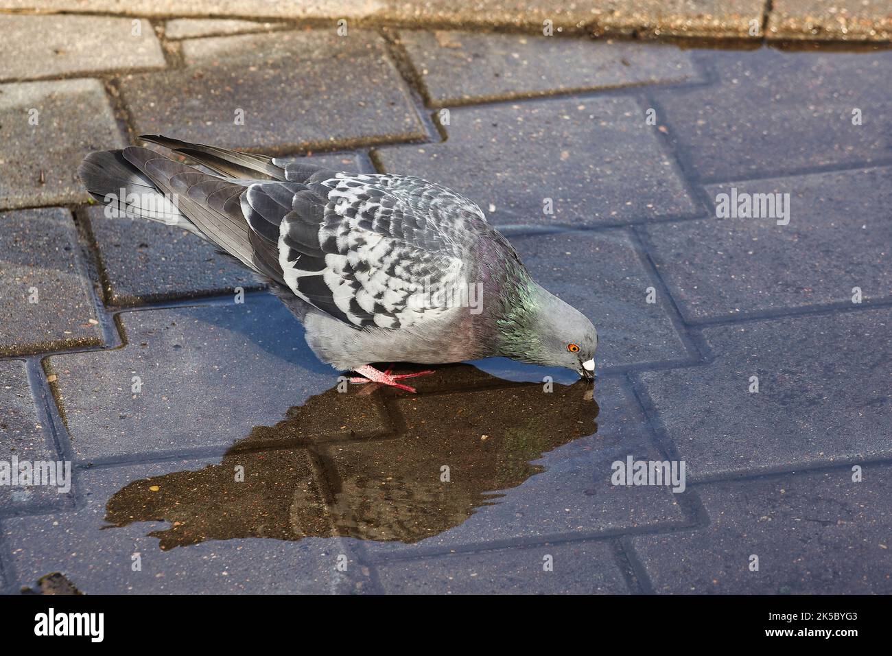 en été, le pigeon gris sert des boissons dans une flaque de la ville. Banque D'Images