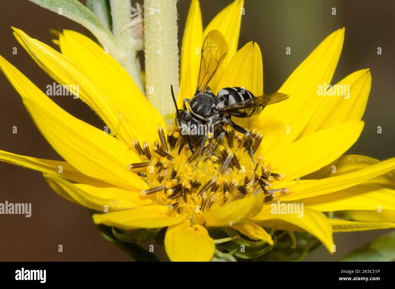 Cuckoo Bee, Tribe Epeolini, fourrageant sur le tournesol Maximilian, Helianthus maxiliani Banque D'Images