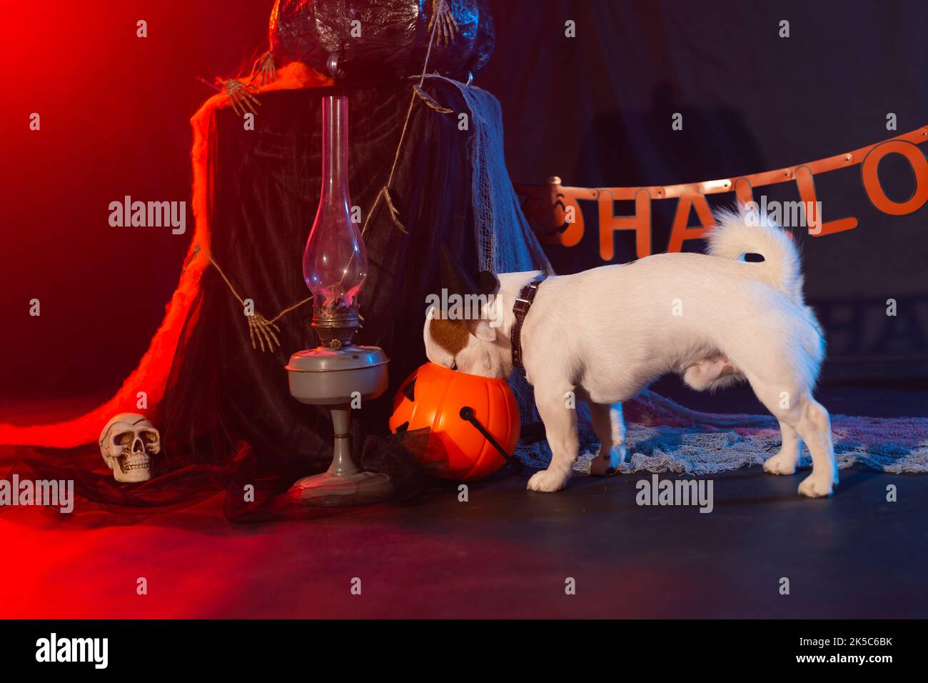 Halloween Celebration concept. Chien drôle mangeant de citrouille d'halloween Banque D'Images