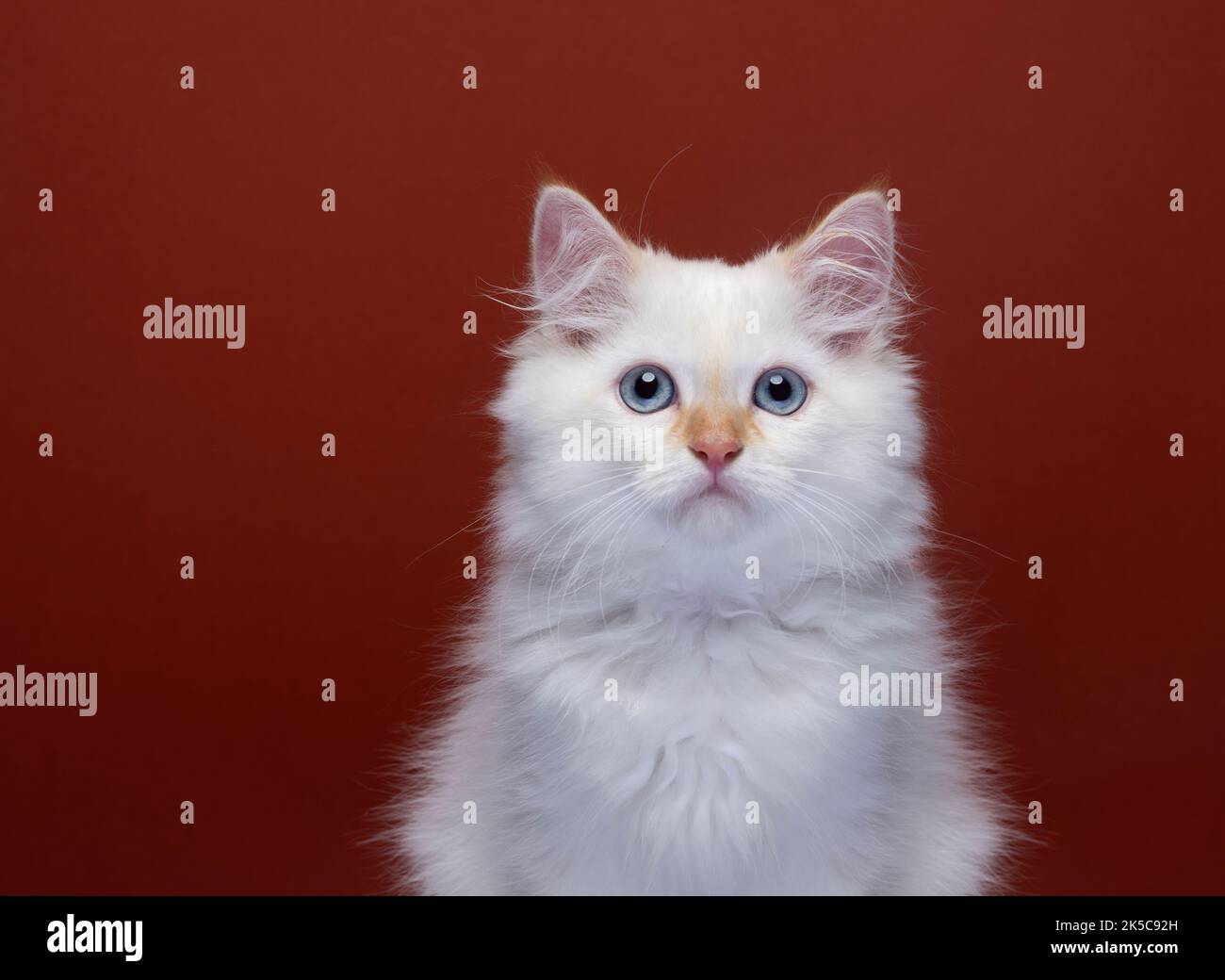 portrait blanc doux de chaton sibérien sur fond rouge avec espace de copie Banque D'Images