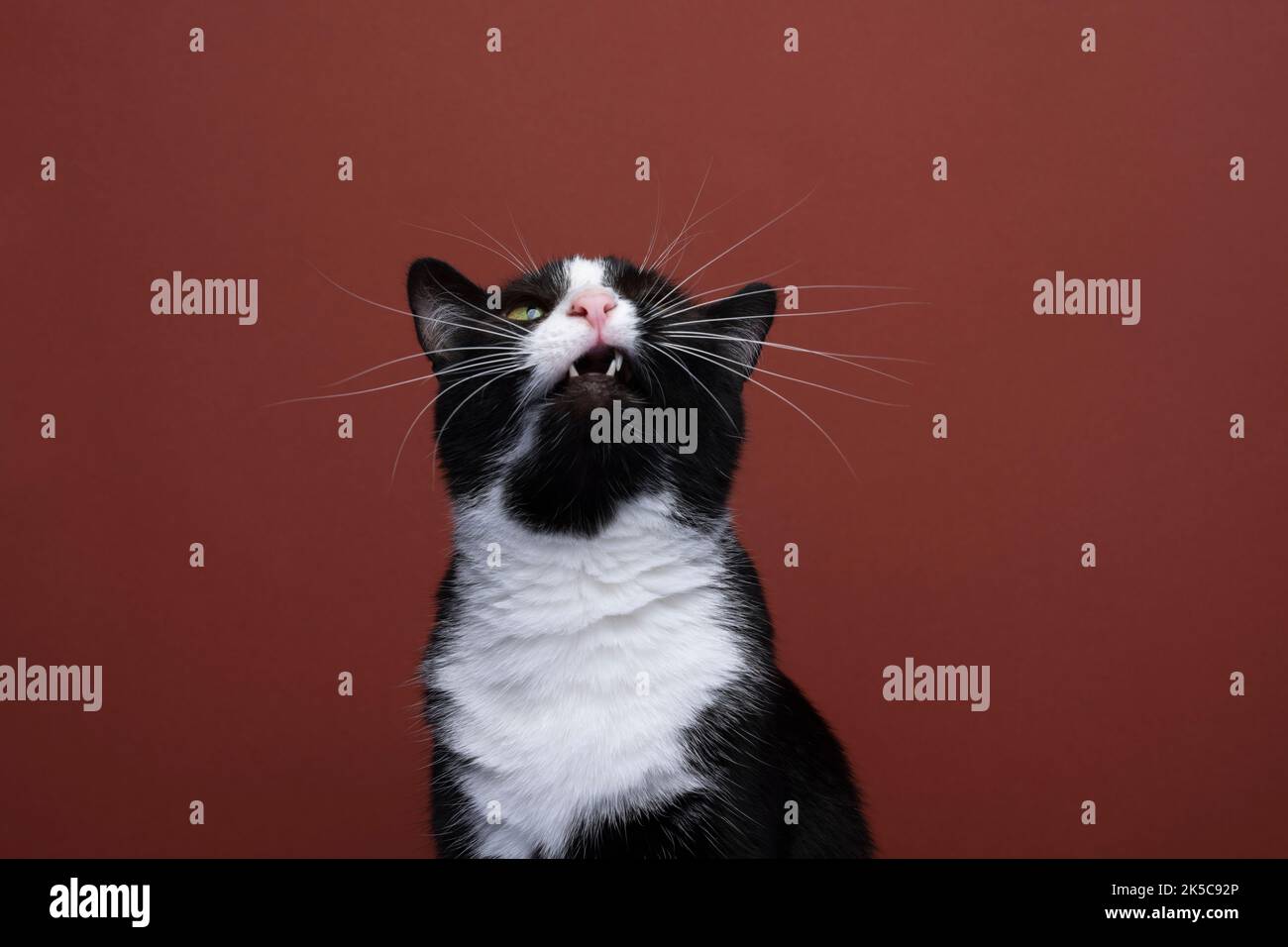 chat drôle regardant vers le haut de l'espace de copie faisant le visage stupide avec la bouche ouverte sur fond rouge Banque D'Images