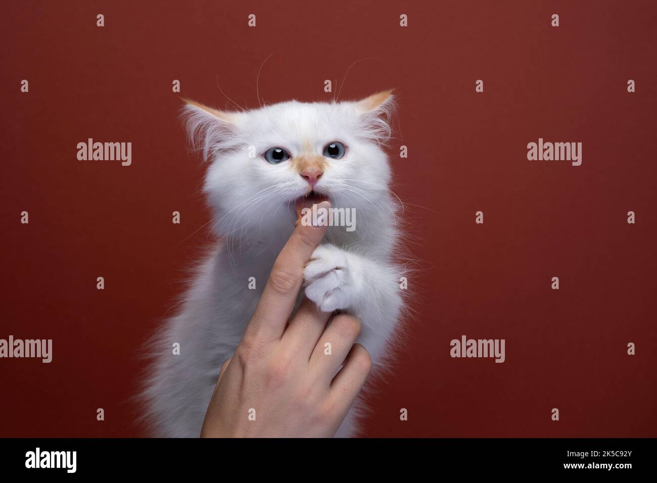 mignon blanc doux chaton sibérien lécher traiter le doigt sur fond rouge avec l'espace de copie Banque D'Images