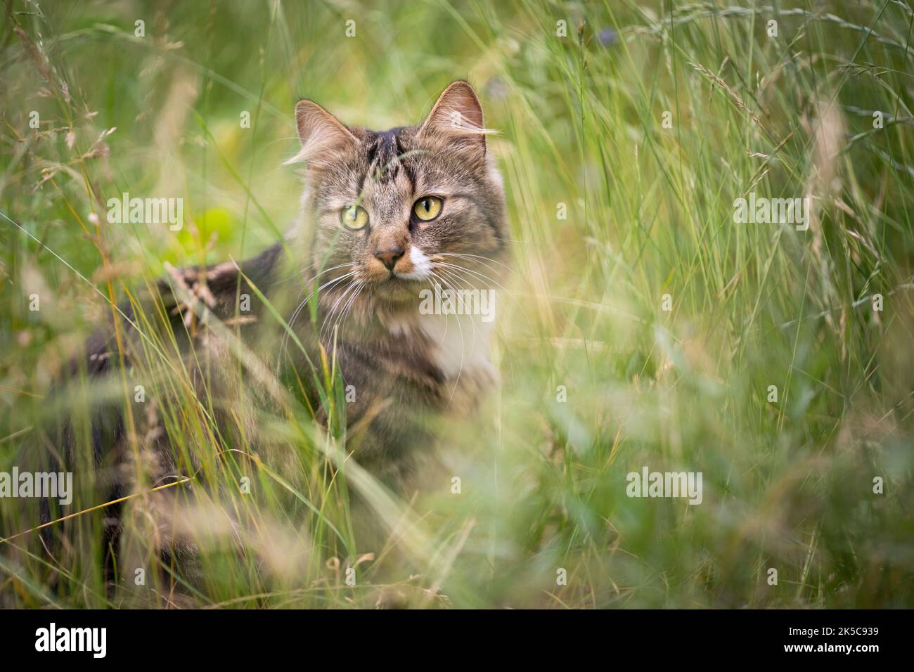 tabby chat blanc à l'extérieur dans l'herbe haute sur l'observation de la prowl Banque D'Images