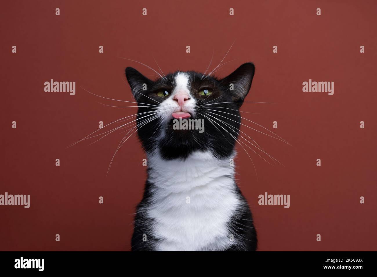 drôle noir et blanc tuxedo chat faire le visage stupide en collant hors de la langue sur fond rouge Banque D'Images