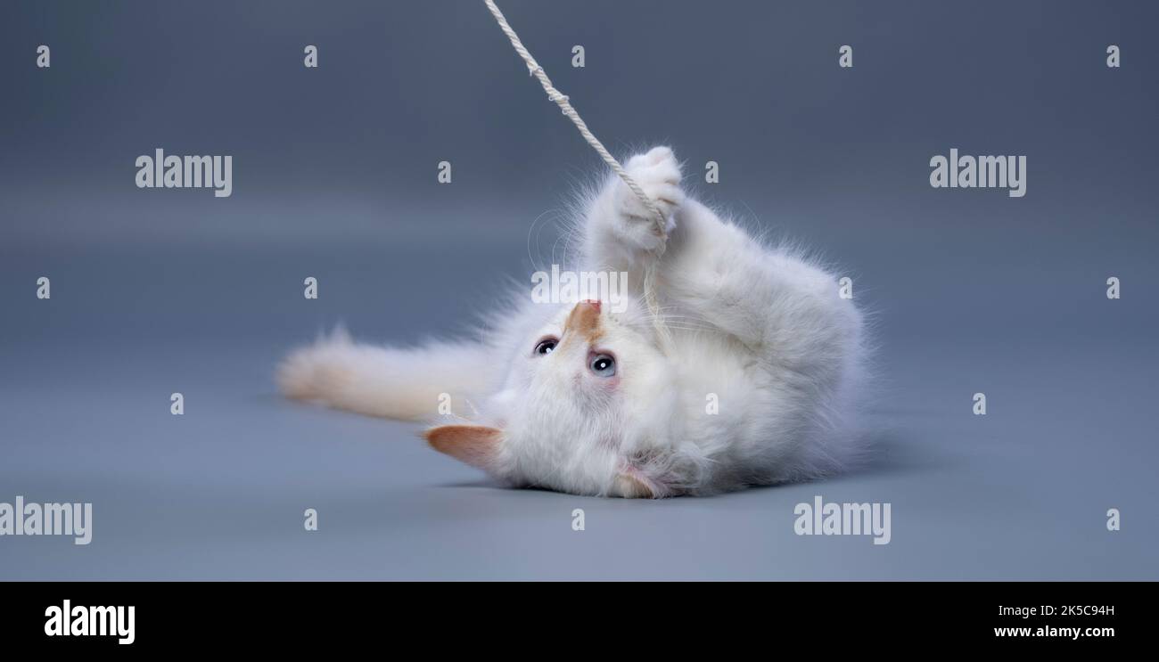 chaton sibérien blanc moelleux jouant avec une ficelle sur fond gris avec espace de copie Banque D'Images