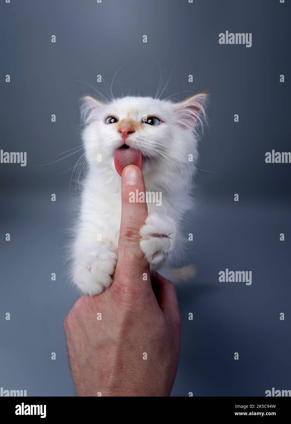 adorable chaton sibérien blanc léchant doigt de main humaine sur fond gris studio Banque D'Images