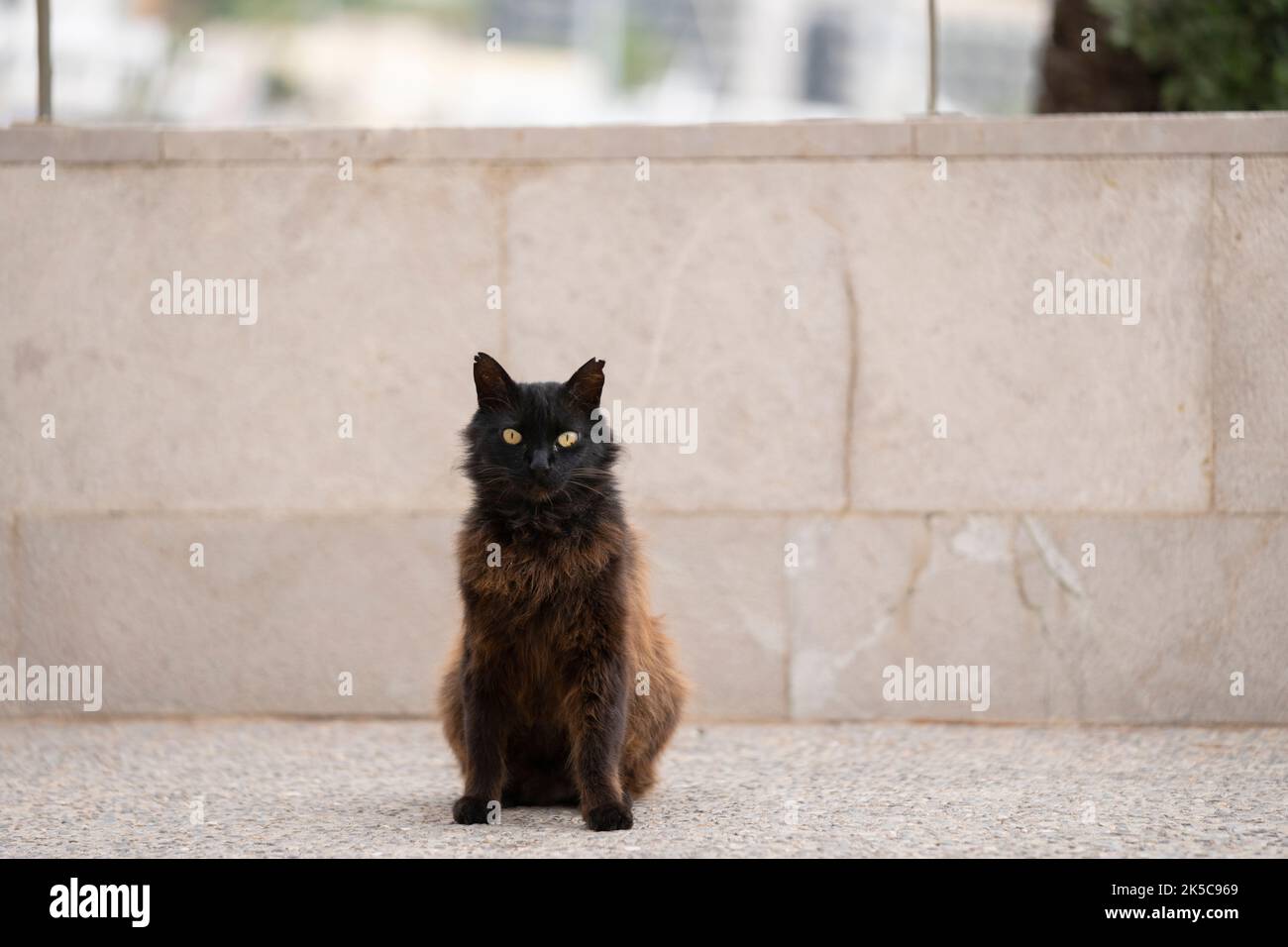 chat noir doux errant avec des oreilles bout assis sur le trottoir à port de soller, maltroca, espagne Banque D'Images