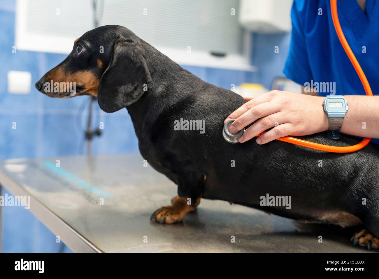 Dachshund dans une clinique vétérinaire. Banque D'Images
