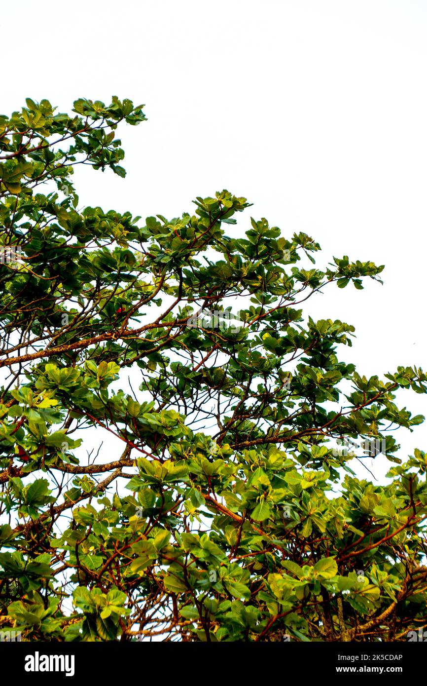 L'amandier quitte l'extérieur à Rio de Janeiro, Brésil. Banque D'Images