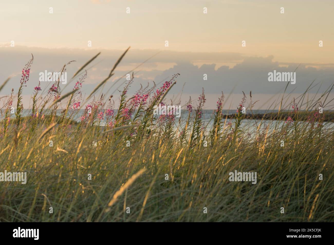 Plantes en plein soleil, mer en arrière-plan, mer baltique Banque D'Images