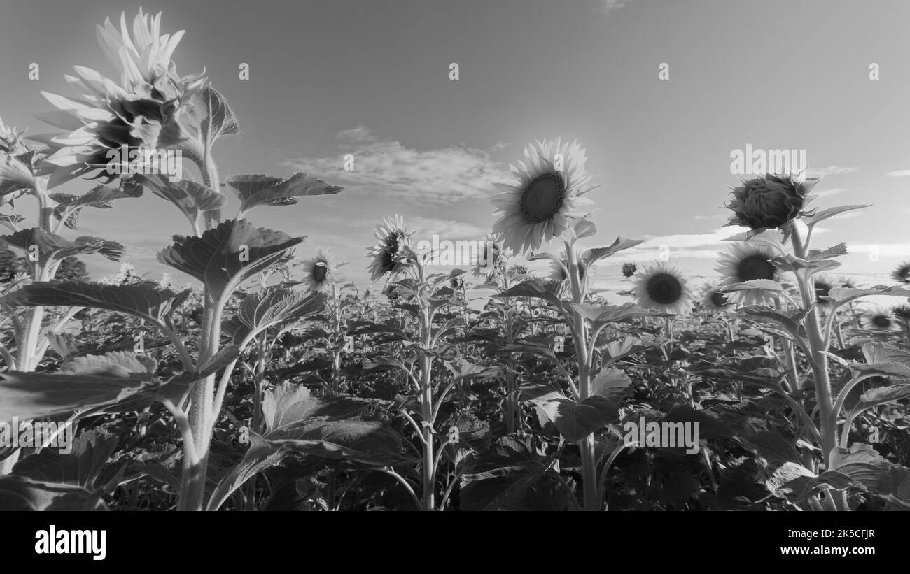 Champ de tournesol, noir et blanc Banque D'Images Champ de tournesol, noir et blanc Banque D'Images