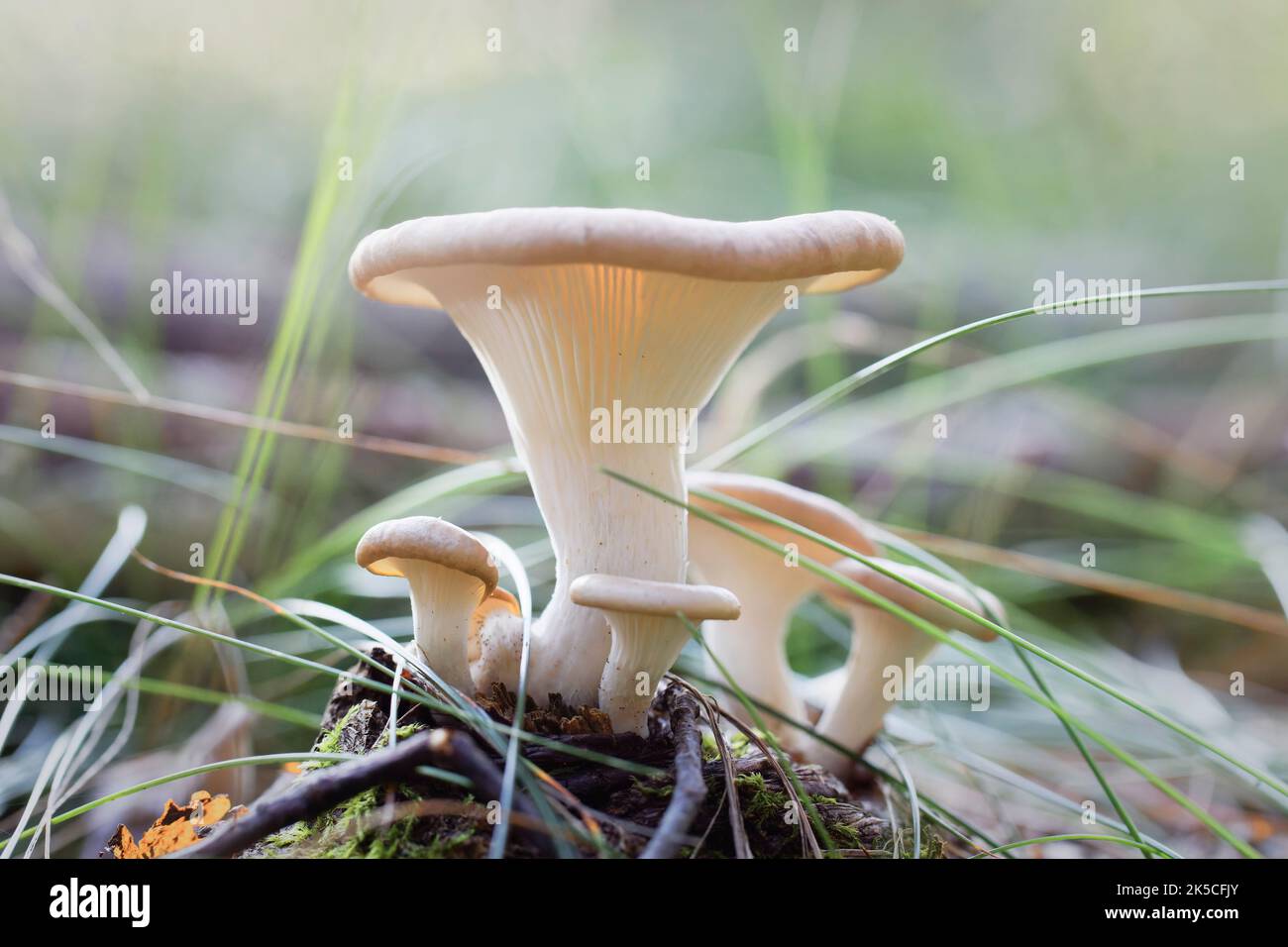 Hygrophoropsis aurantiaca, fausse chanterelle, champignons, Aphroditeola olida Banque D'Images