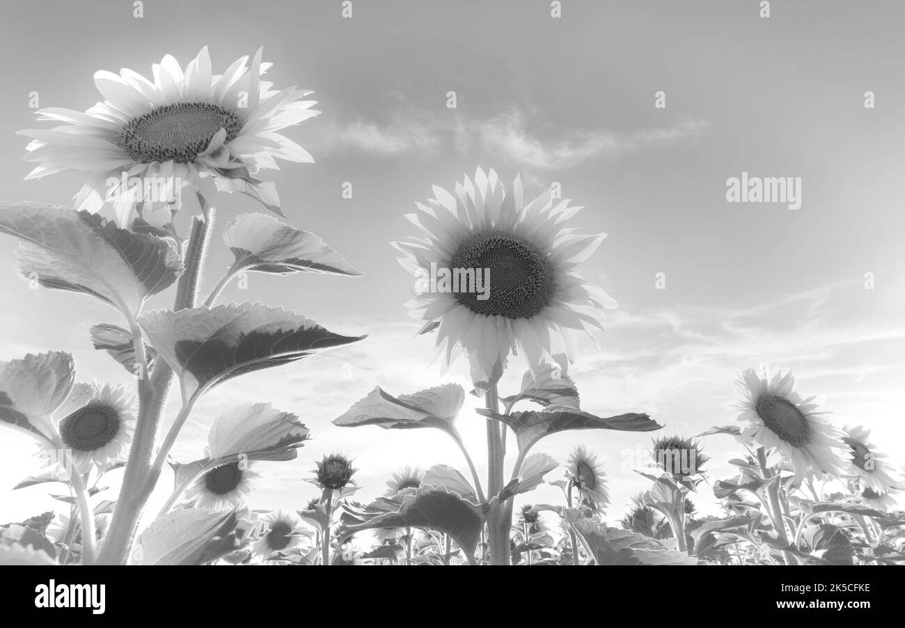 Champ de tournesol, noir et blanc Banque D'Images Champ de tournesol, noir et blanc Banque D'Images
