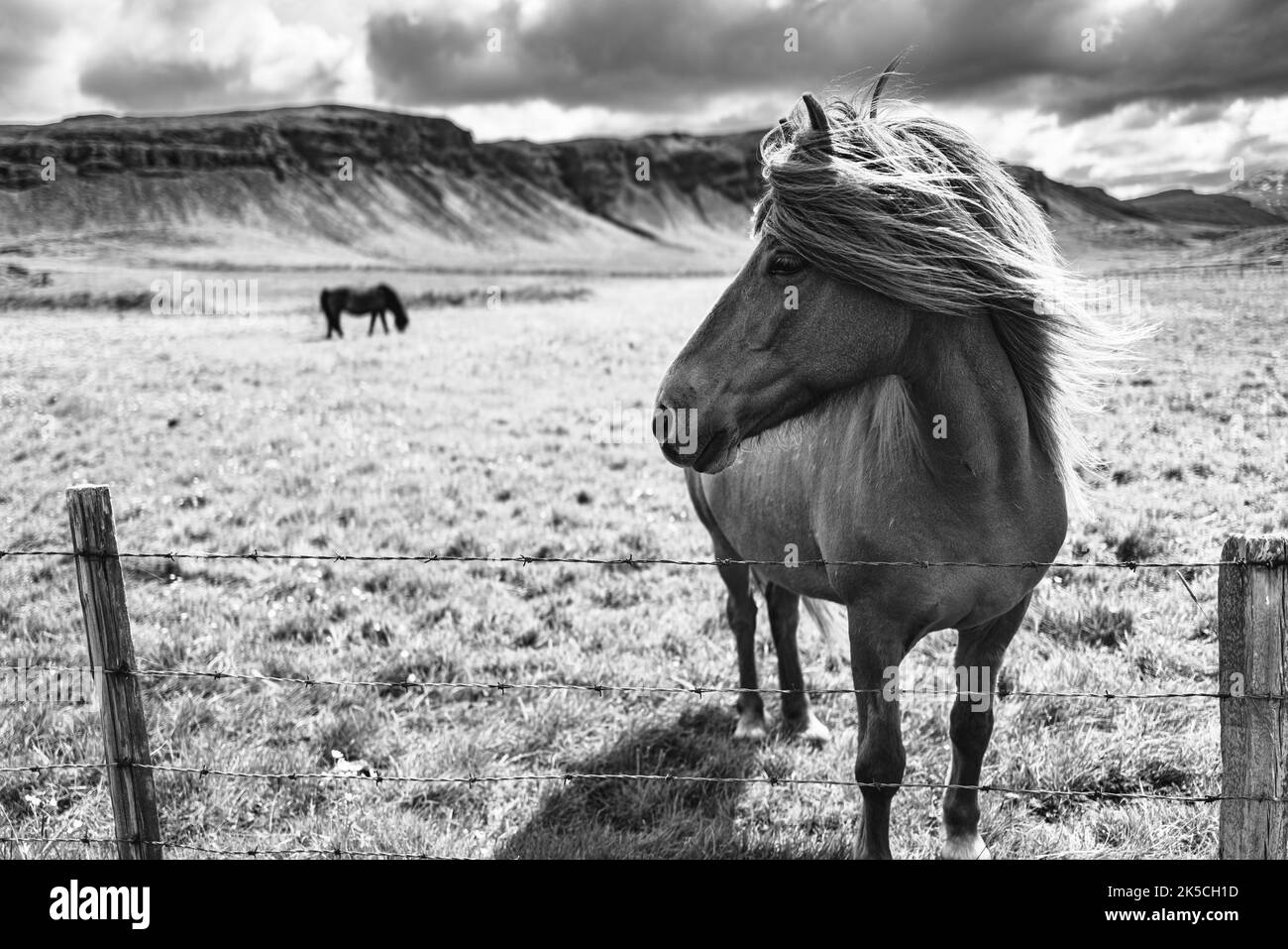 Islande, cheval Banque D'Images