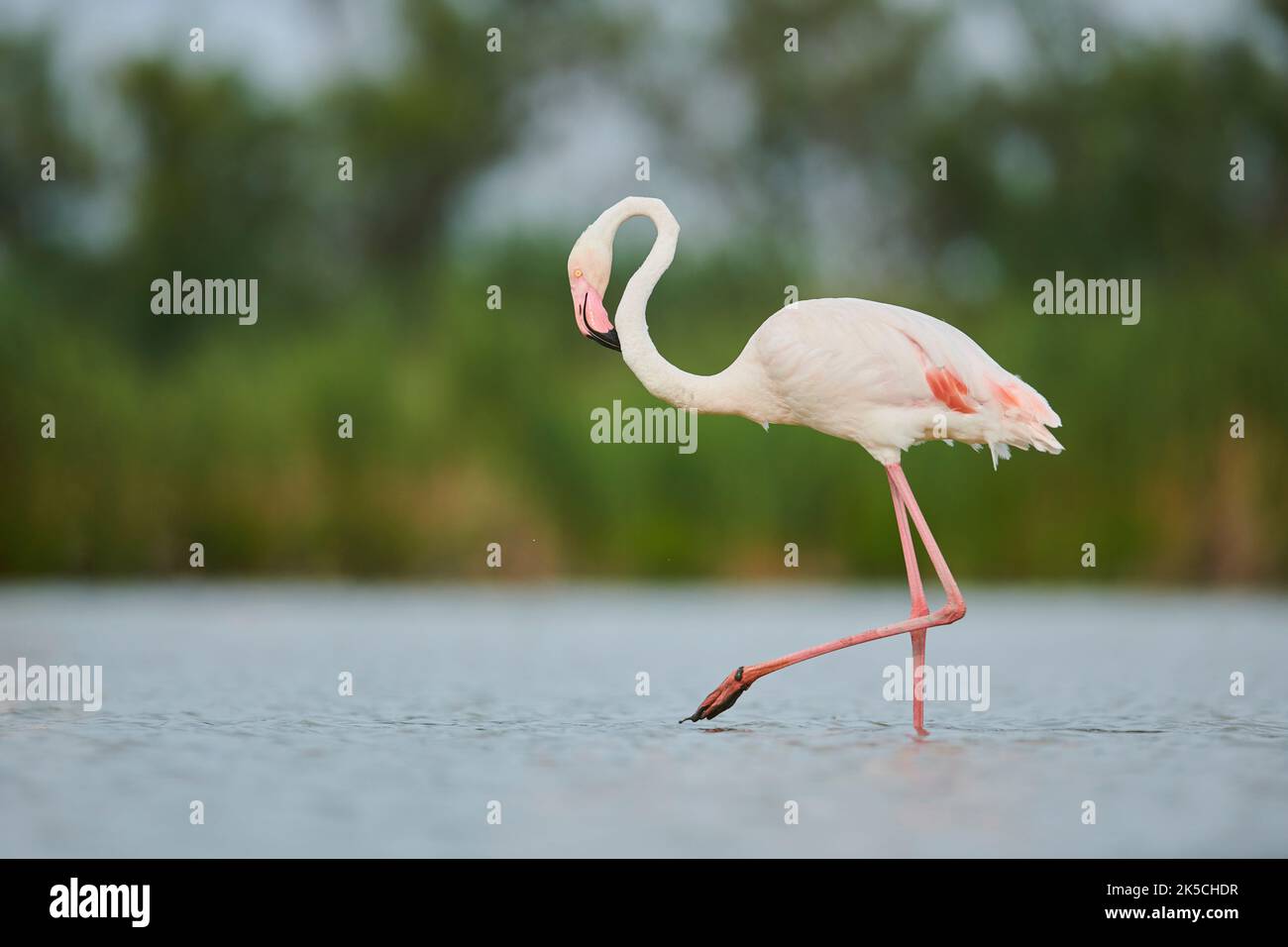 Flamants roses (Phoenicopterus roseus), promenades, côté, rive, eau, Camargue, France, Europe Banque D'Images