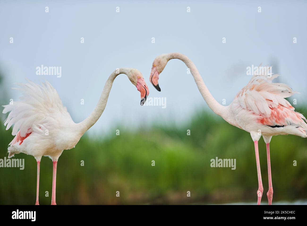 Flamants roses (Phoenicopterus roseus), quareling, latéral, Camargue, France, Europe Banque D'Images