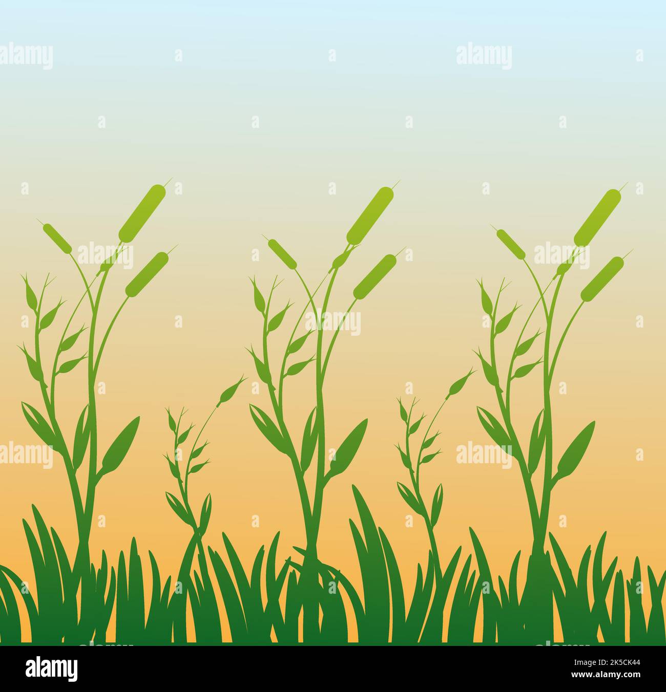 Cattols Reed buissons avec Green Grass Field et Blue Sky Sunset Horizon Illustration de Vecteur