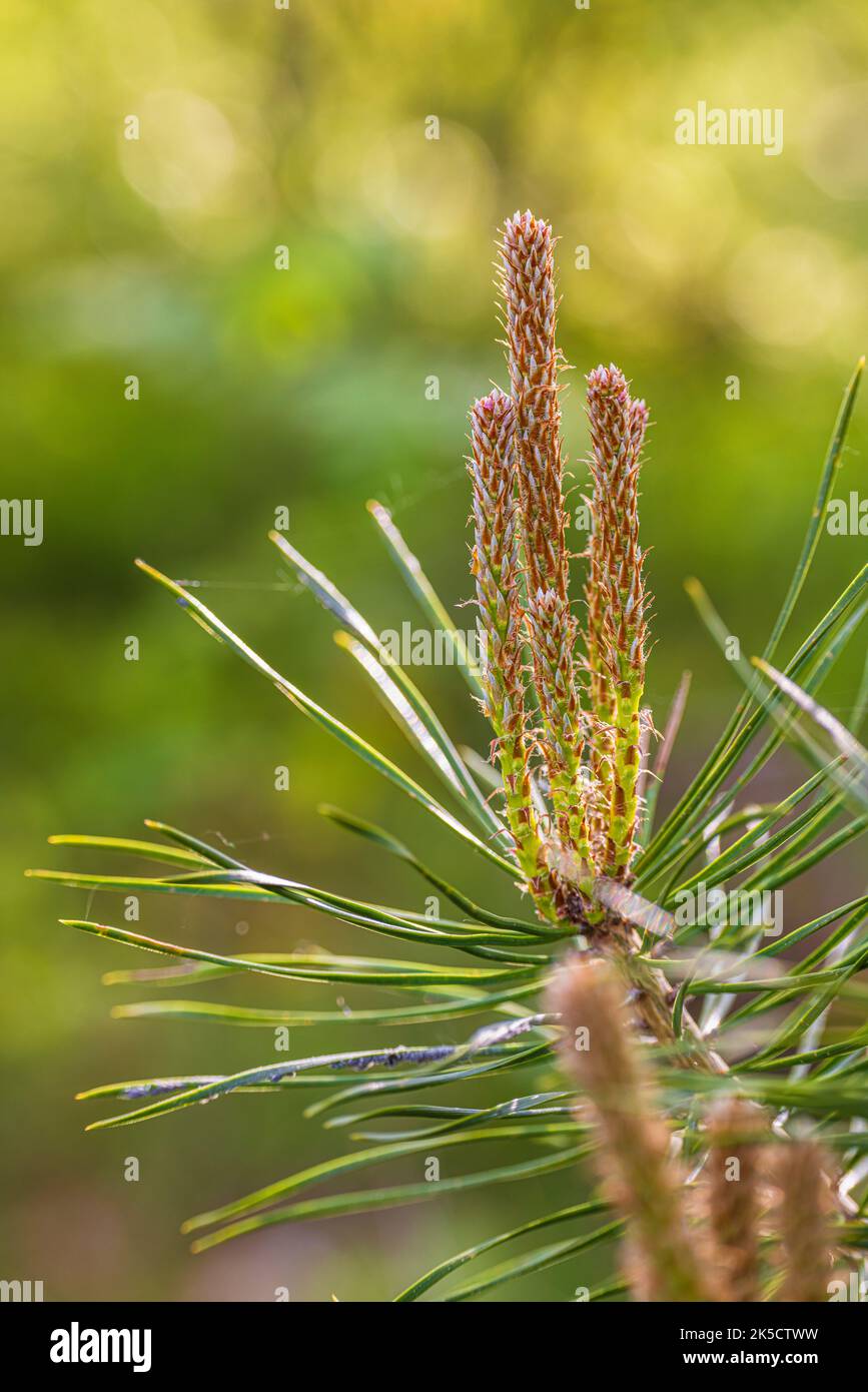 Pousse de pinus sylvestris Banque de photographies et d’images à haute ...