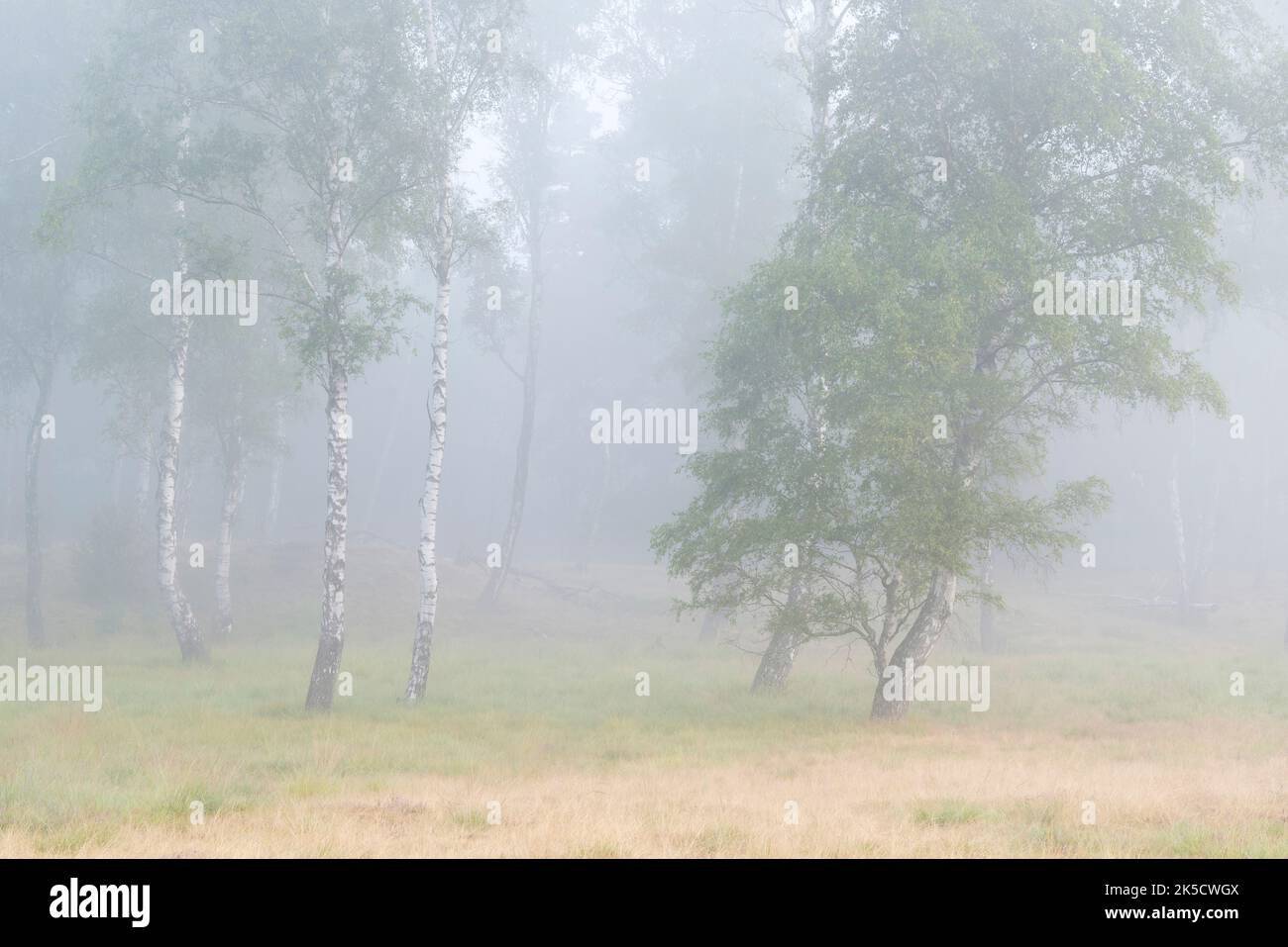 Bouleau à Oberoher Heide, atmosphère de brouillard, commune Faßberg, parc naturel Südheide, Lüneburger Heide, Allemagne, Basse-Saxe Banque D'Images