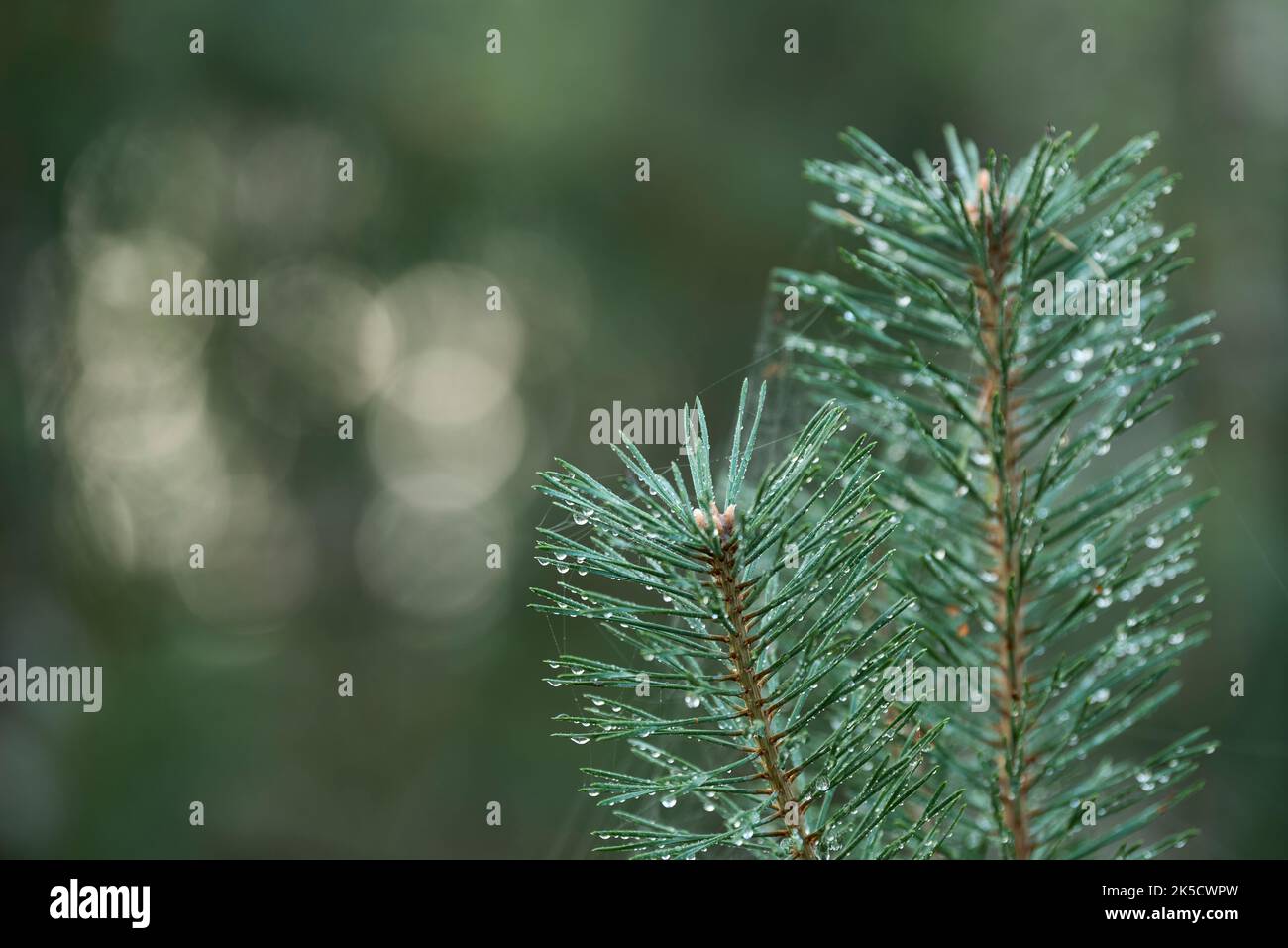 Branches de pin avec fils d'araignées fines et gouttes d'eau, Oberoher Heide, municipalité de Faßberg, Parc naturel de Südheide, Lüneburger Heide, Allemagne, Basse-Saxe Banque D'Images