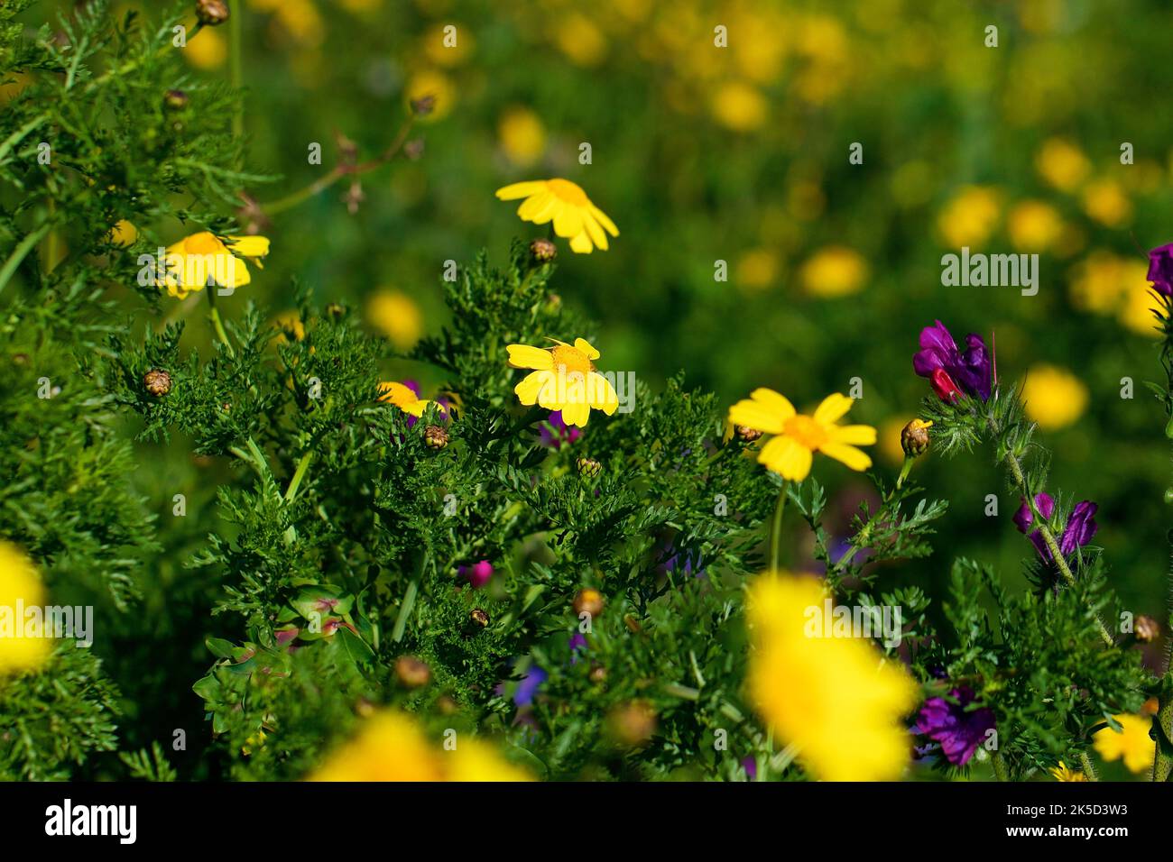 Italie, Sicile, Parc National de Zingaro, printemps, pré de printemps, macro, fleurs jaunes Banque D'Images