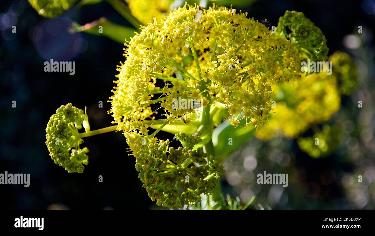 Italie, Sicile, Parc National de Zingaro, printemps, ombelle de fleur sphérique jaune, macro Banque D'Images