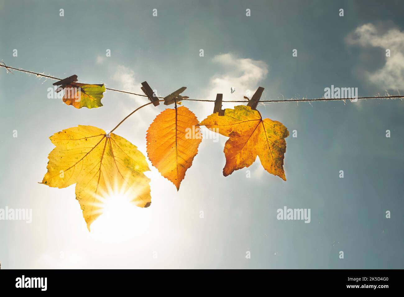 Feuilles colorées sur une corde à linge Banque D'Images