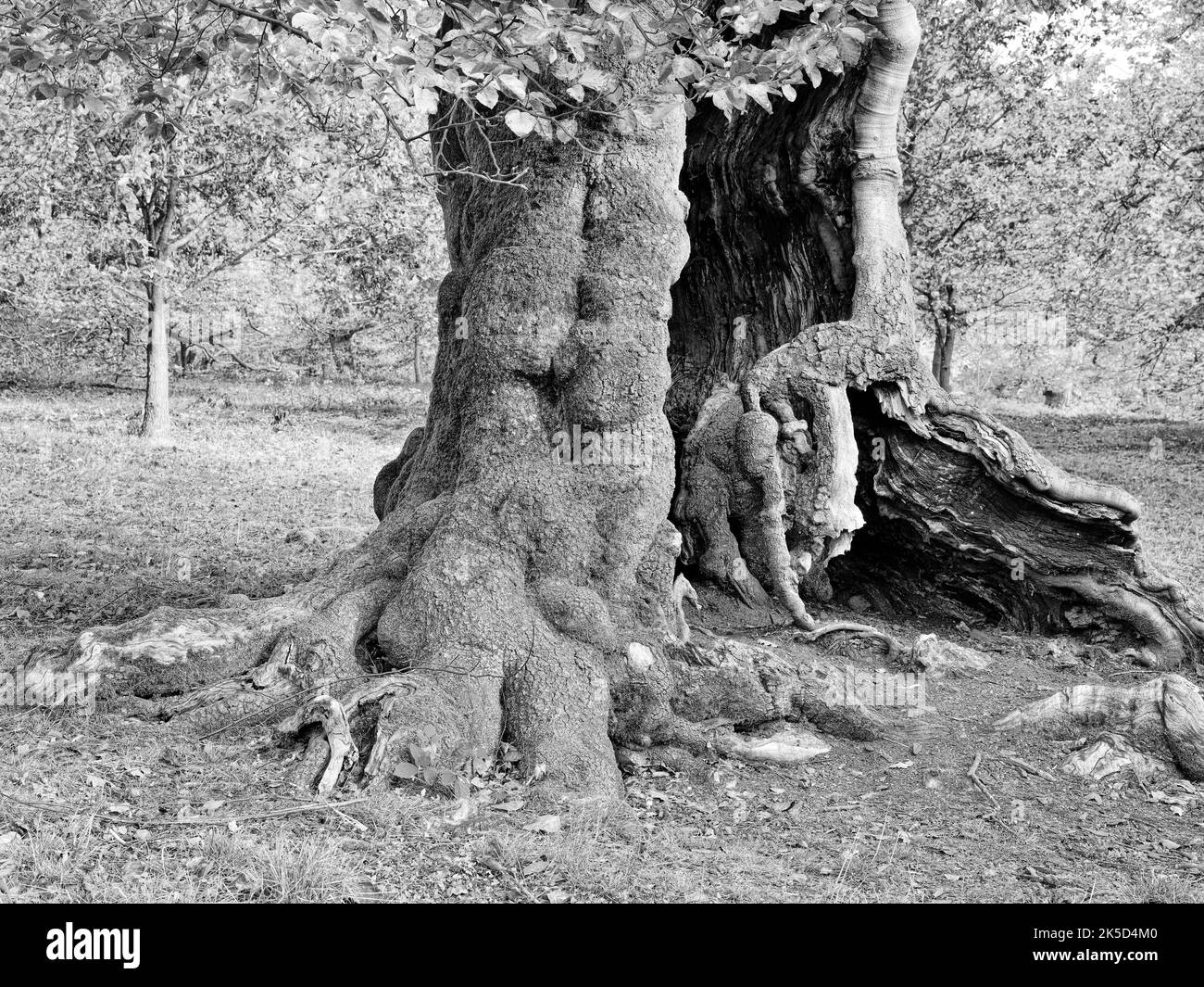 Europe, Allemagne, Hesse, Waldecker Land, Parc naturel de Kellerwald-Edersee, Bad Wildungen, réserve naturelle 'Hutewald Halloh', hêtre ancien (Fagus sylvatica) Banque D'Images