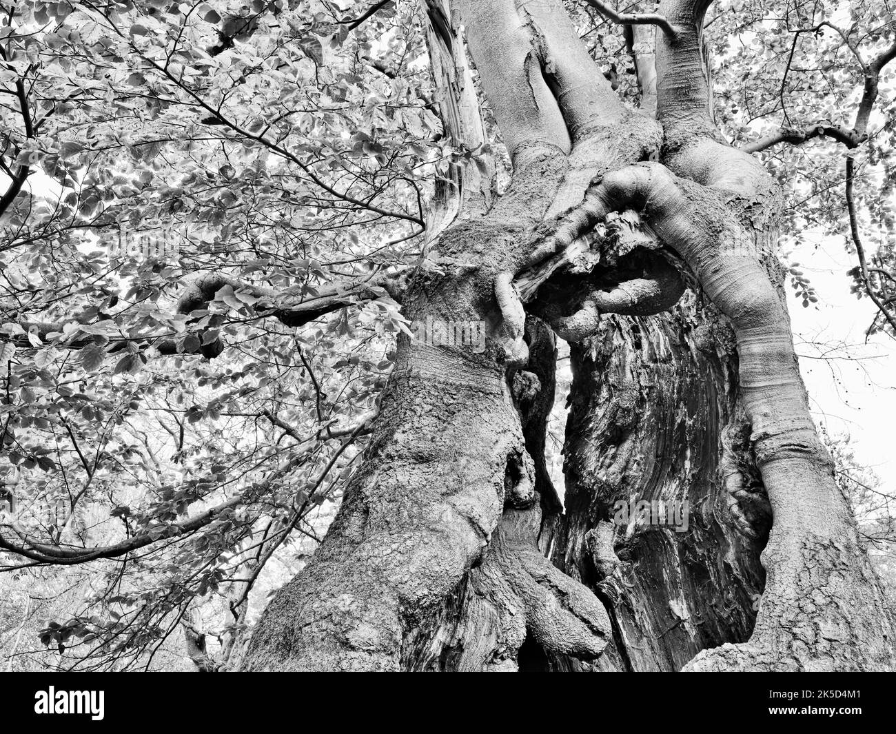 Europe, Allemagne, Hesse, Waldecker Land, Parc naturel de Kellerwald-Edersee, Bad Wildungen, réserve naturelle 'Hutewald Halloh', hêtre ancien (Fagus sylvatica) Banque D'Images