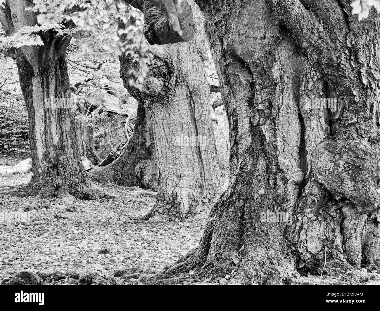 Europe, Allemagne, Hesse, Waldecker Land, Parc naturel de Kellerwald-Edersee, Bad Wildungen, réserve naturelle 'Hutewald Halloh', hêtre ancien (Fagus sylvatica) Banque D'Images