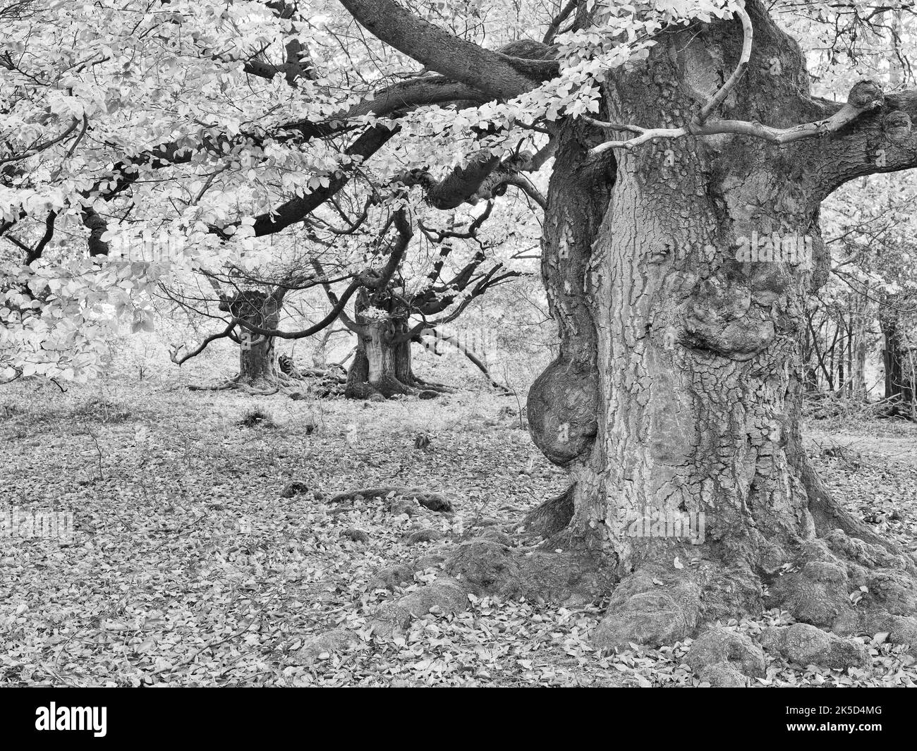 Europe, Allemagne, Hesse, Waldecker Land, Parc naturel de Kellerwald-Edersee, Bad Wildungen, réserve naturelle 'Hutewald Halloh', hêtre ancien (Fagus sylvatica) Banque D'Images