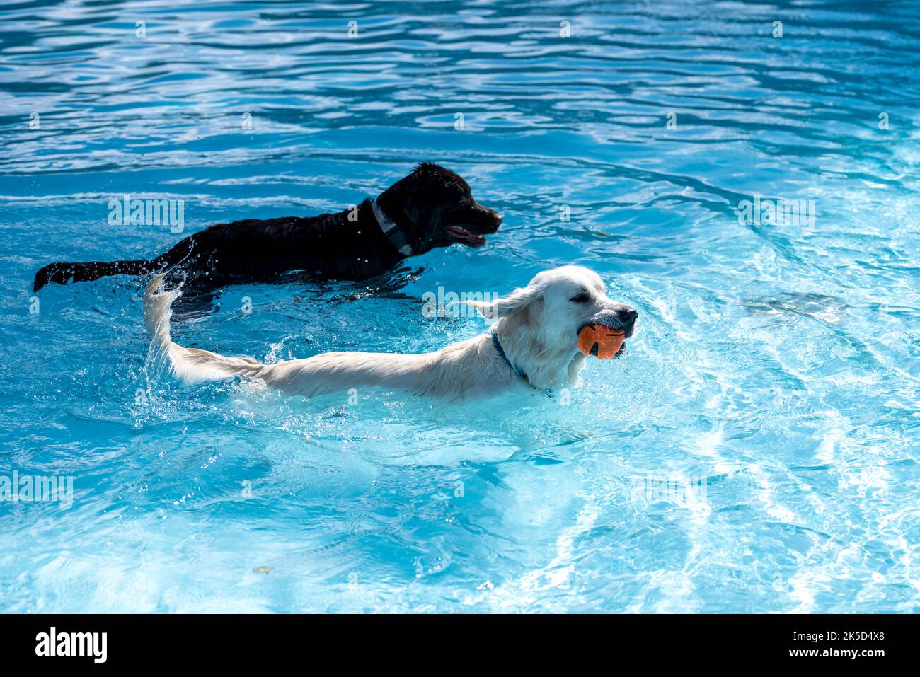 Chiens avec jouets dans la piscine extérieure, chien, jour de natation de chien, Banque D'Images